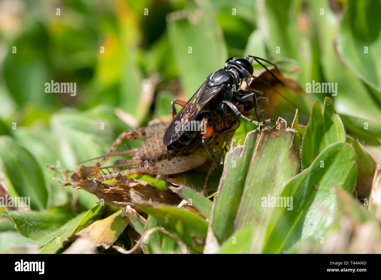 Sand Wasp, Liris sp, con House Cricket, famiglia Gryllidae, preda in erba dove wasp trascinerà preda paralizzata a burrow per stendere l'uovo su, Klungkung, Bali Foto Stock