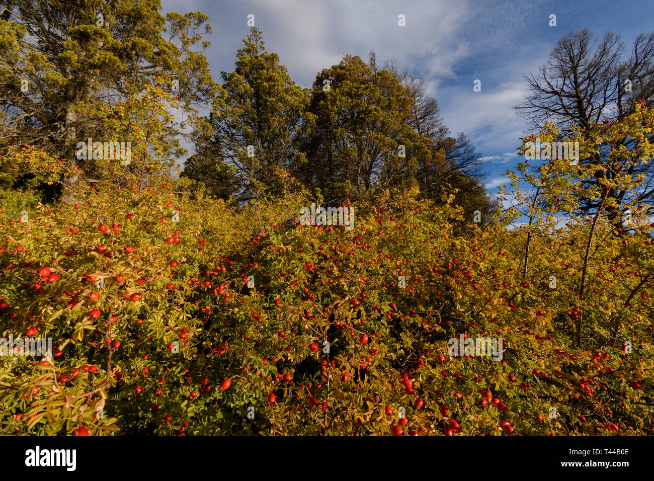 Sweet-Brier frutti durante la stagione autunnale di Patagonia Argentina Foto Stock
