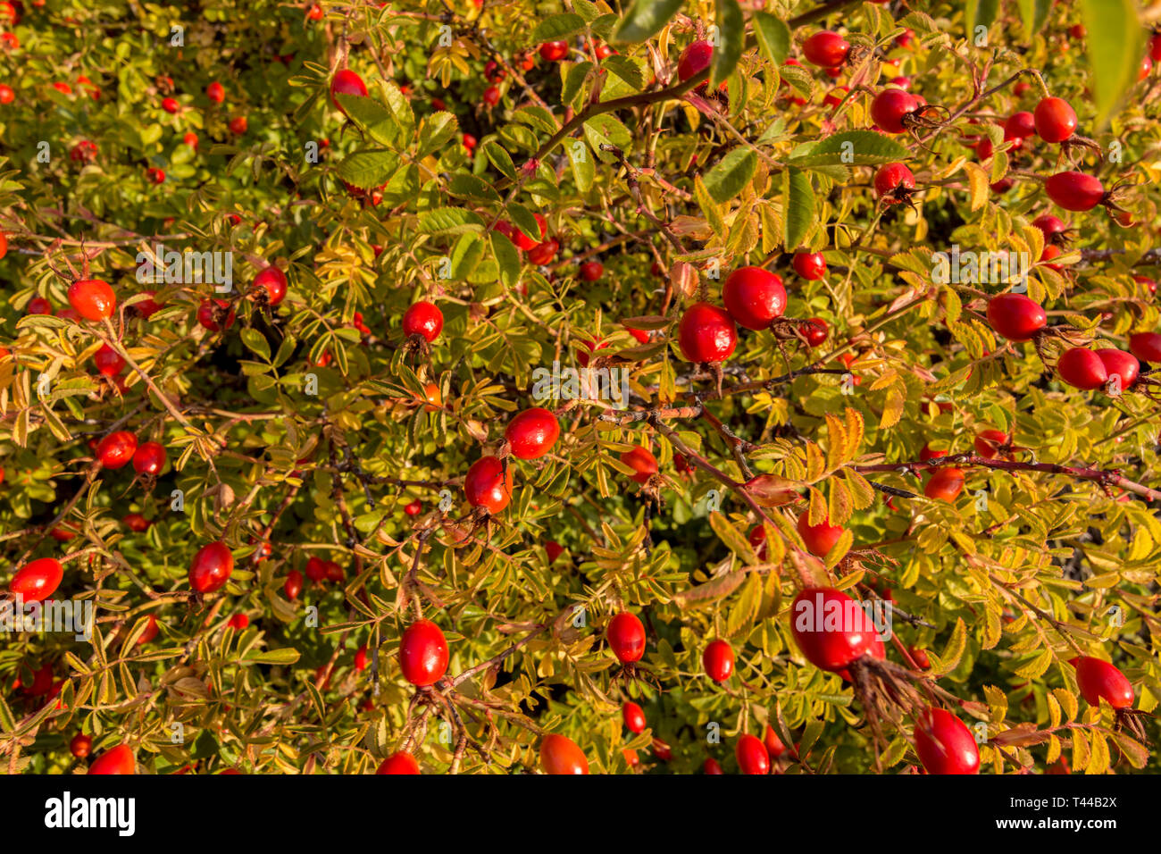 Sweet-Brier frutti durante la stagione autunnale di Patagonia Argentina Foto Stock
