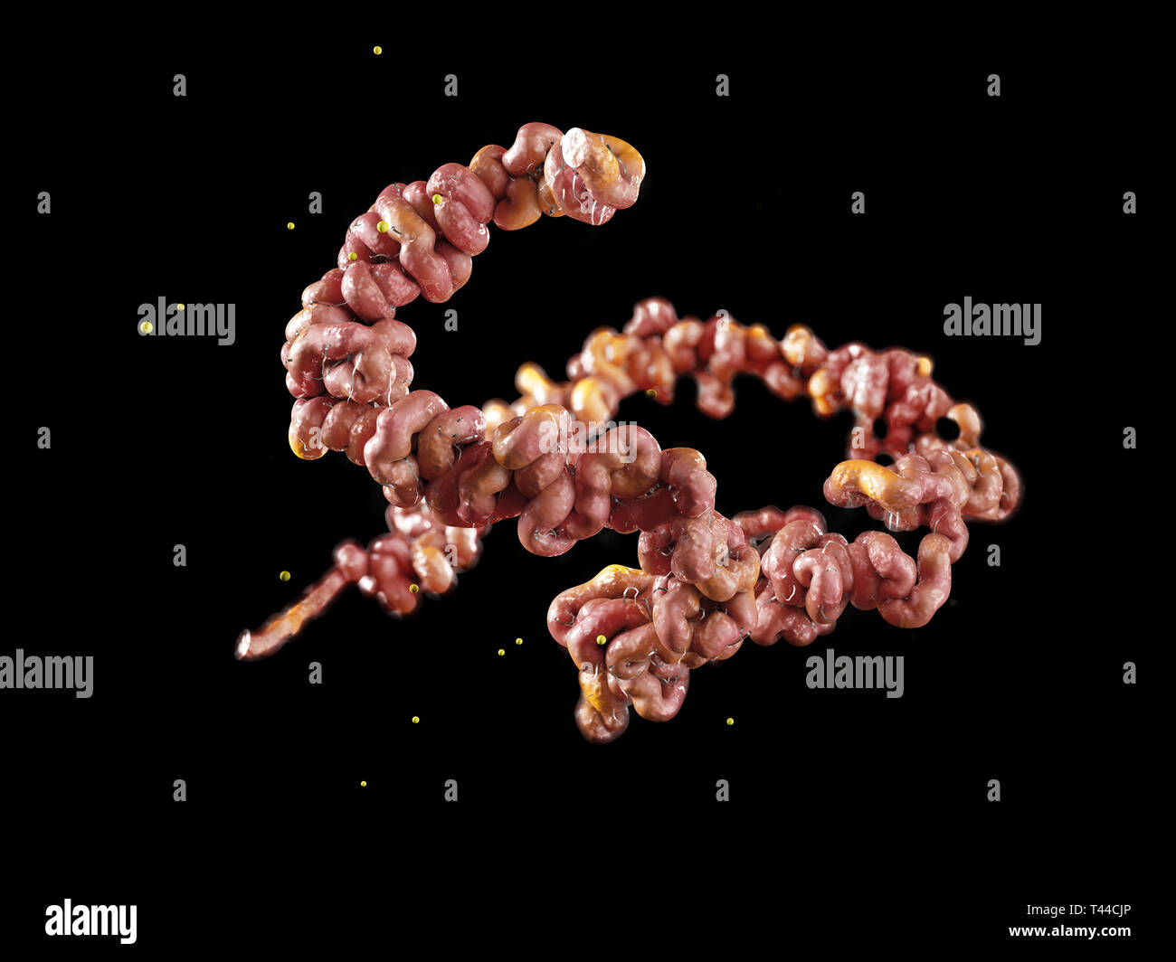 La malattia di Lyme batteri isolati nero 3D'illustrazione. Foto Stock