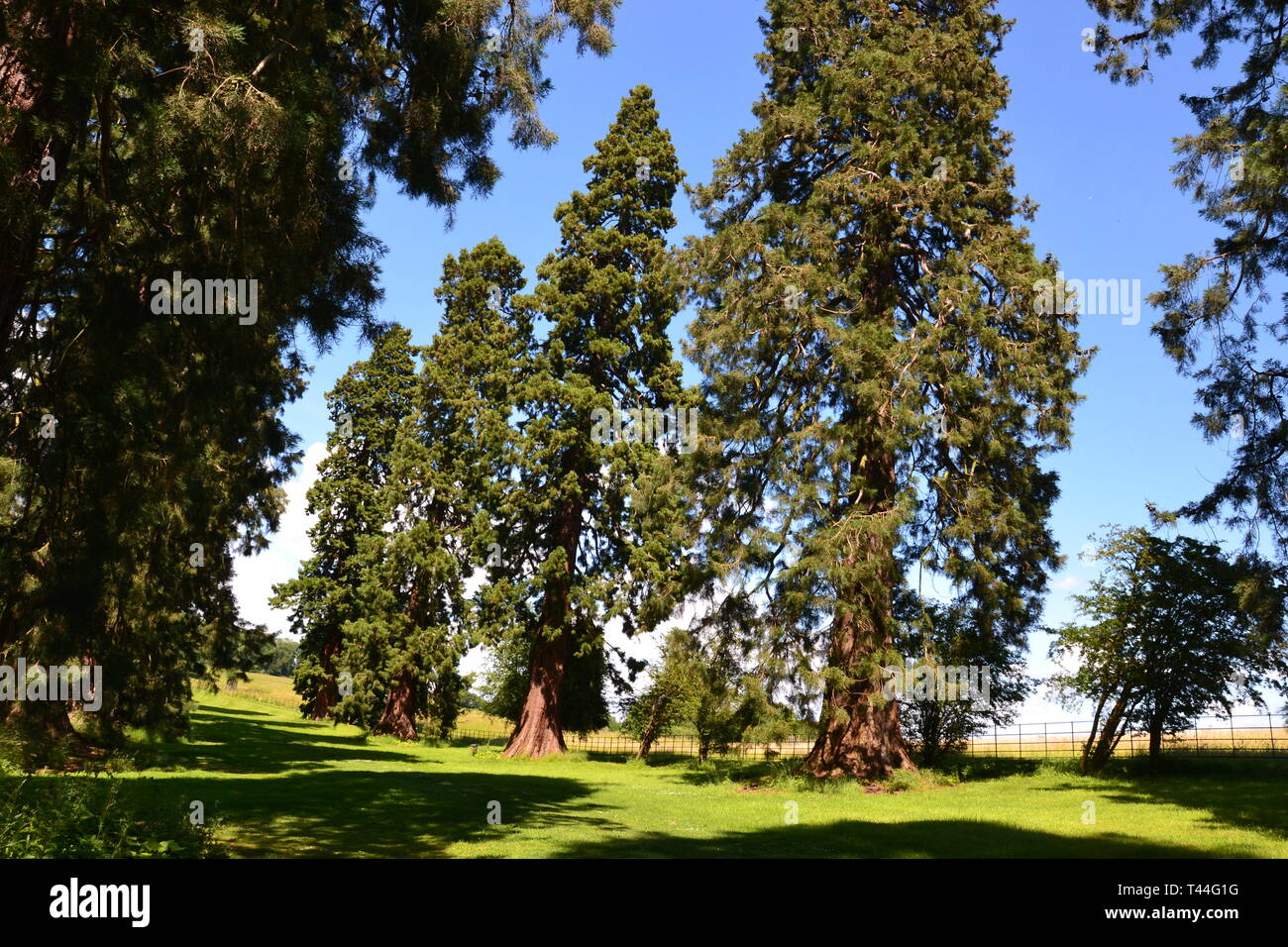 Giant Redwoods a Compton Verney House, Compton Verney, Kineton, Warwickshire, Inghilterra, Regno Unito. Xviii secolo il paese Mansion e Galleria d'arte Foto Stock