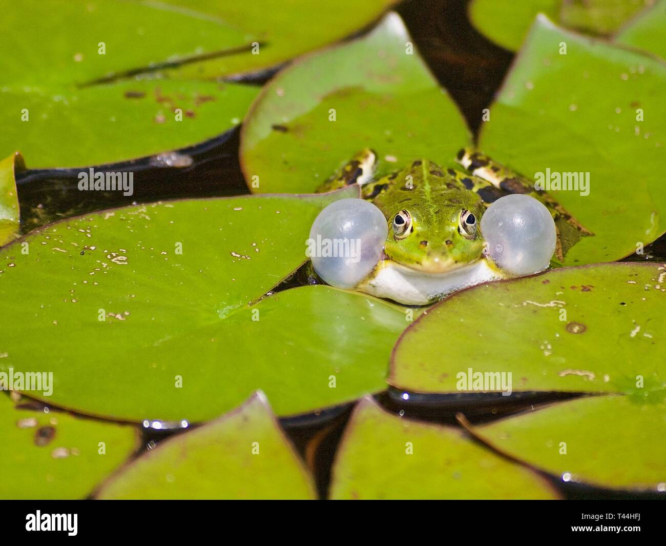 Macro di un piccolo verde acqua rana nel corteggiamento con bolle a sua guancia Foto Stock