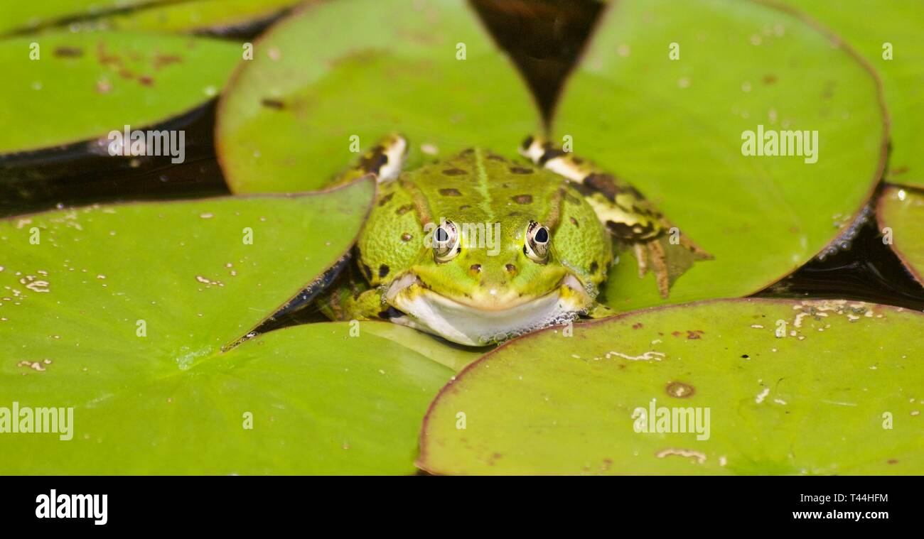 Macro di una piccola rana di acqua in un stagno Foto Stock