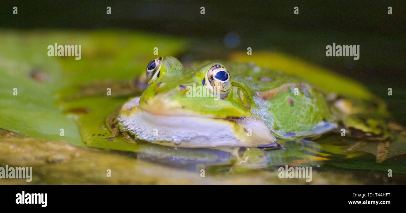 Macro di una piccola rana di acqua in un stagno Foto Stock