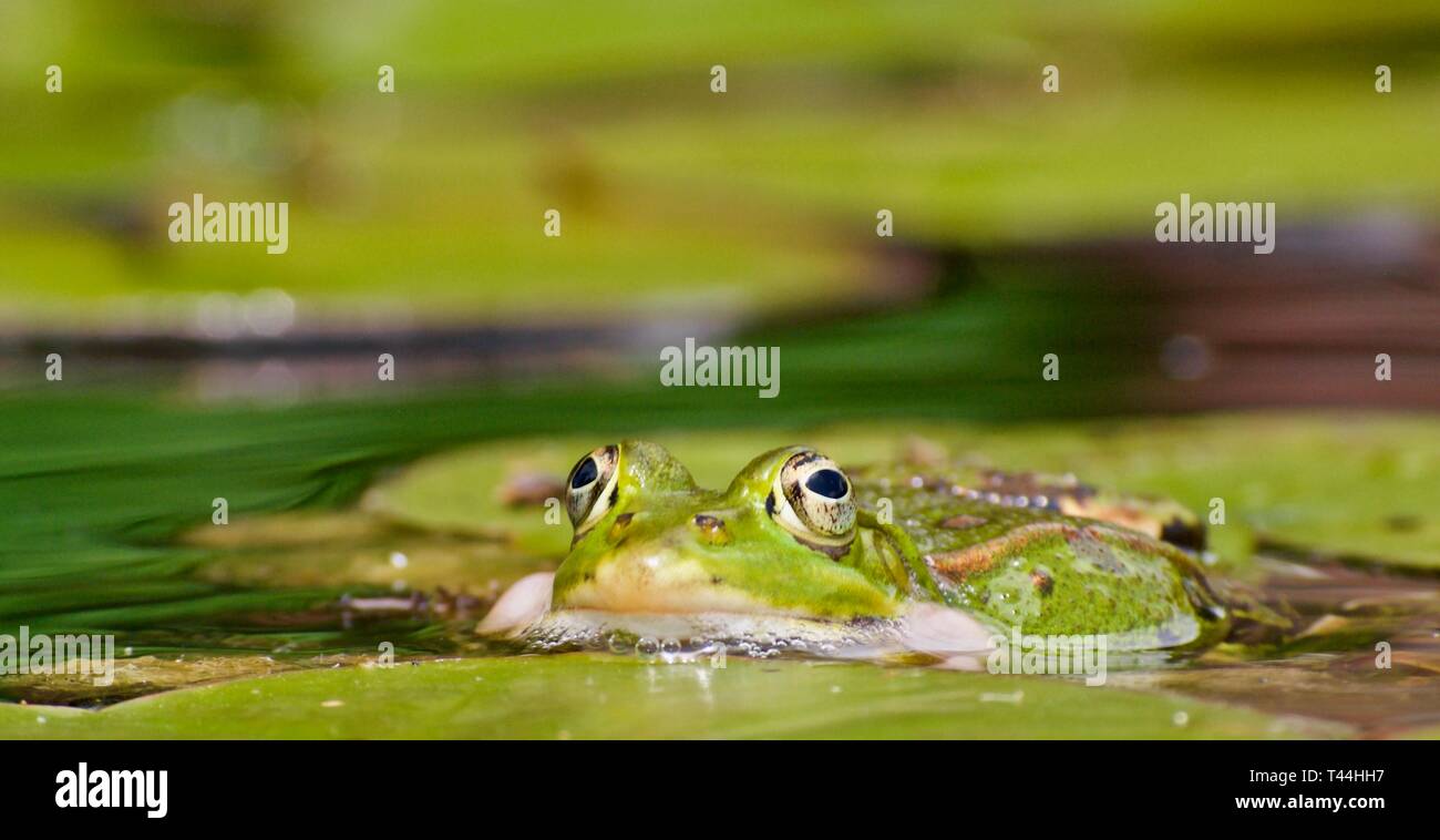Macro di una piccola rana di acqua in un stagno Foto Stock
