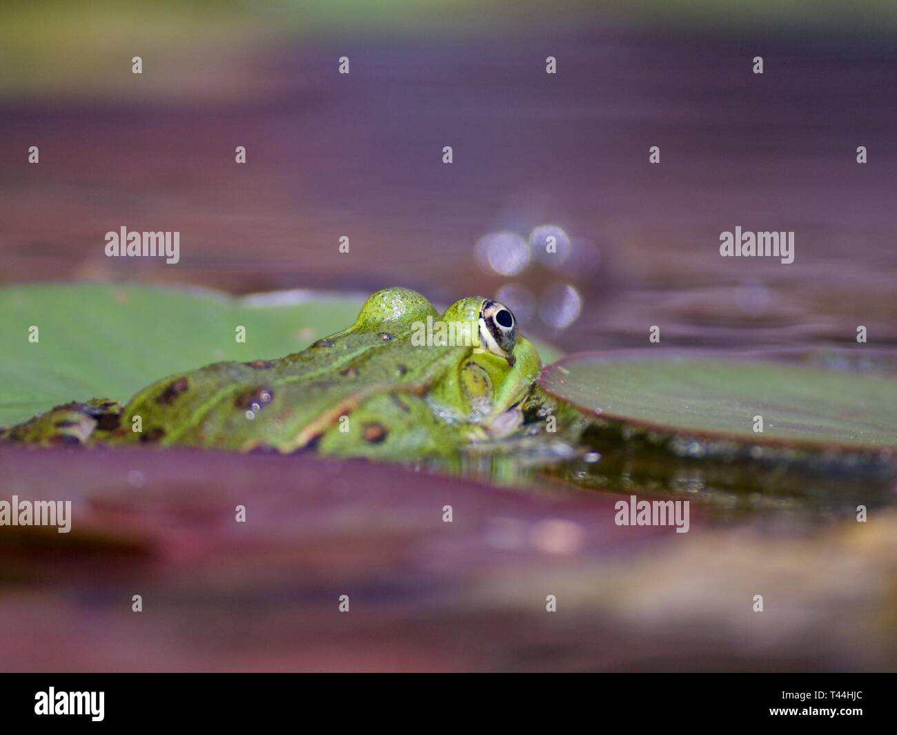 Macro di una piccola rana di acqua in un stagno Foto Stock