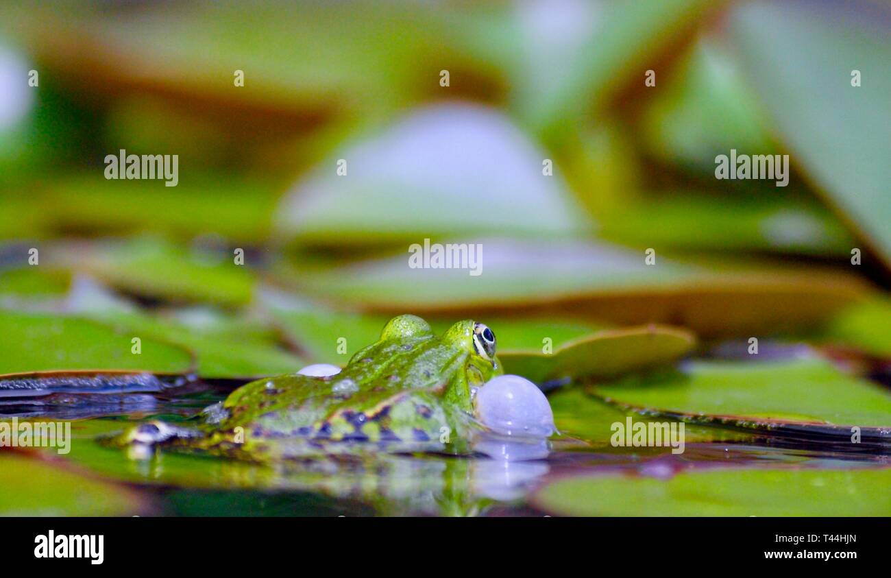 Macro di un piccolo verde acqua rana nel corteggiamento con bolle a sua guancia Foto Stock