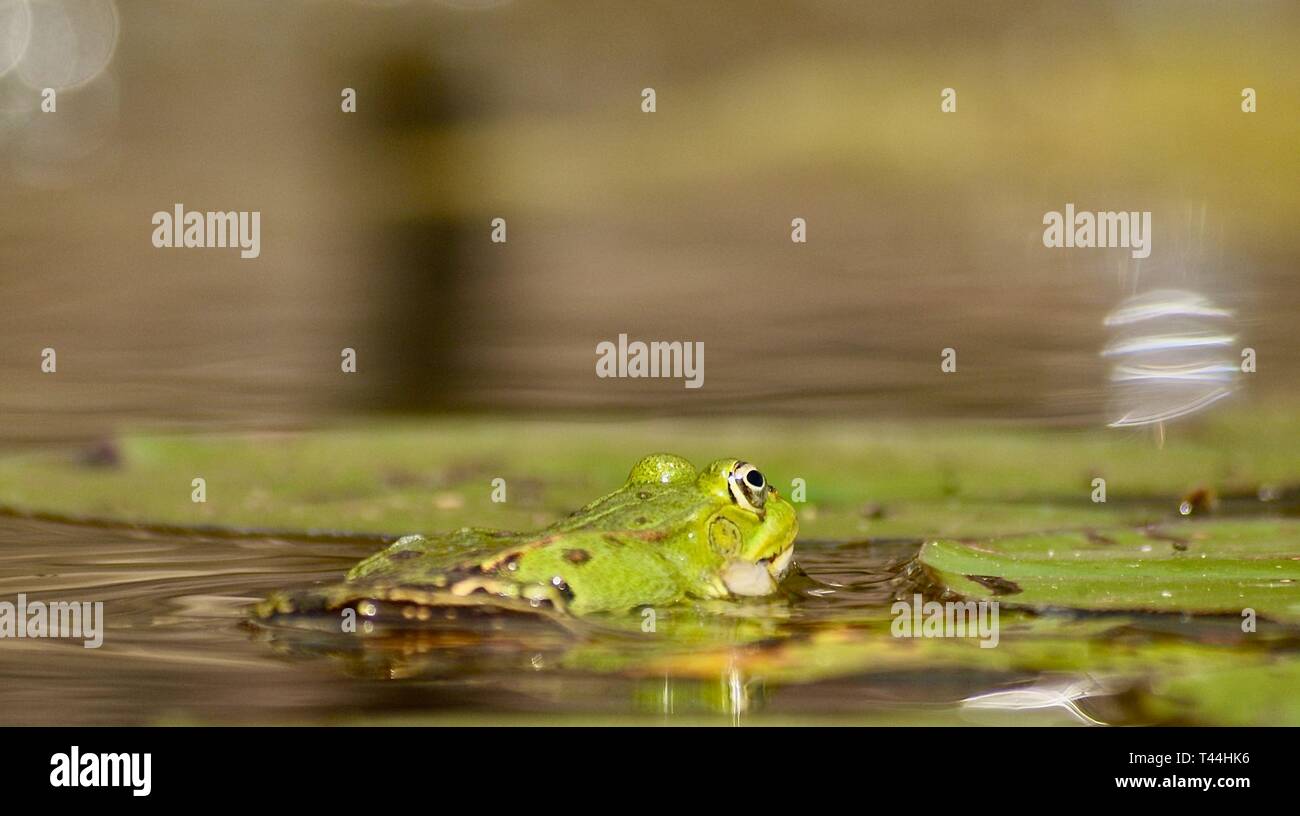 Macro di una piccola rana di acqua in un stagno Foto Stock