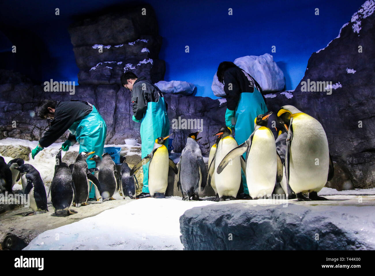 OSAKA, Giappone - 29 Marzo 2019: Acquario di alimentazione dello staff i pinguini in Osaka Acquario Kaiyukan Foto Stock