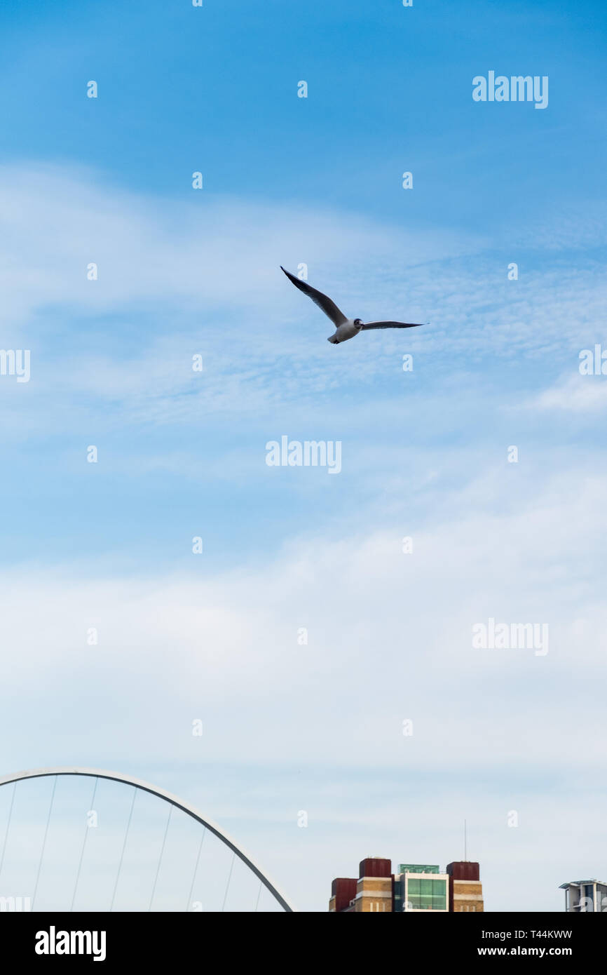 Seagull volando sul fiume Tyne in Newcastle Inghilterra con una sezione di Gateshead Millenium Bridge e il Baltic Centre for Contemporary Art in bac Foto Stock