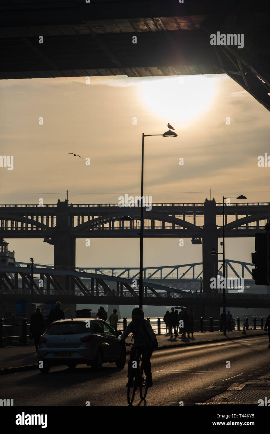 Sagome di un ciclista, ponti e Gabbiani in Newcastle, Inghilterra Foto Stock