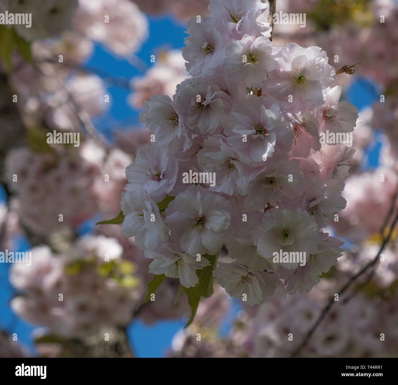 Soft rosa fiori di ciliegio appeso a un albero contro un luminoso cielo blu. Soft focus la bordatura. Foto Stock
