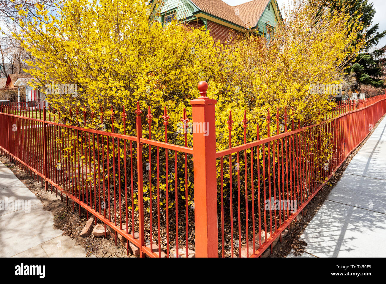 Colore rossastro ferro battuto Picket Fence; fioritura di forsitia bush; Salida; Colorado; USA Foto Stock