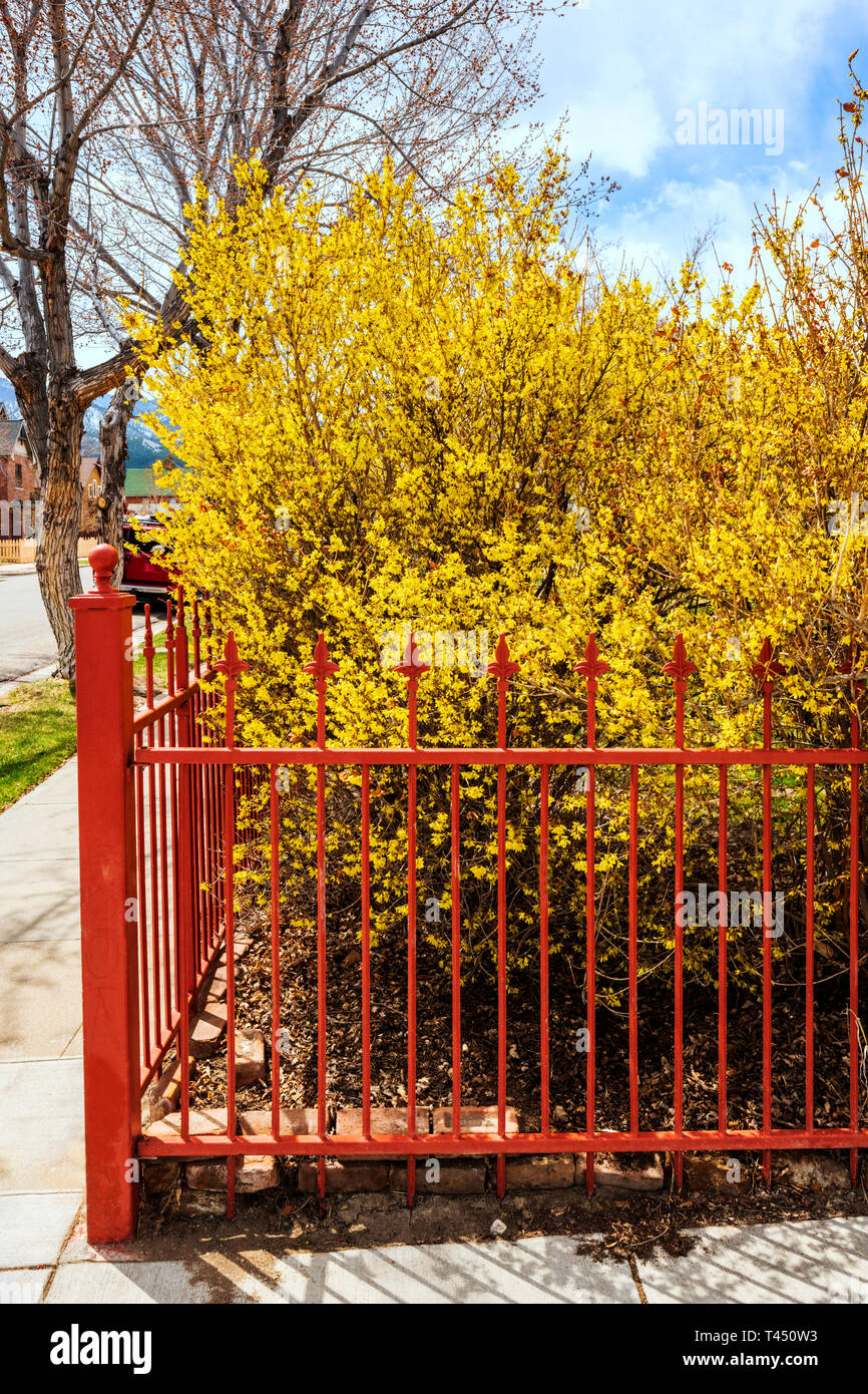 Colore rossastro ferro battuto Picket Fence; fioritura di forsitia bush; Salida; Colorado; USA Foto Stock