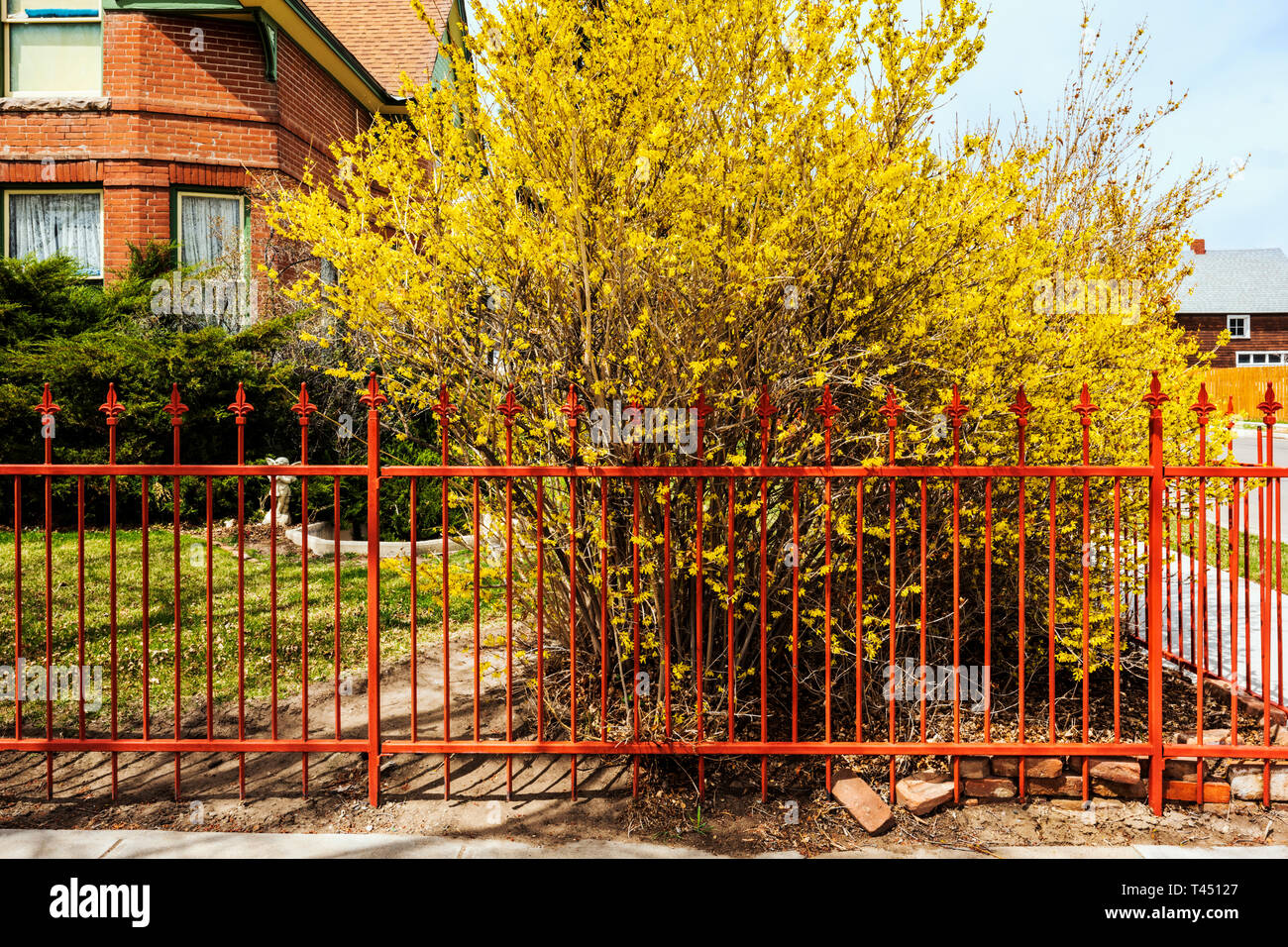 Colore rossastro ferro battuto Picket Fence; fioritura di forsitia bush; Salida; Colorado; USA Foto Stock