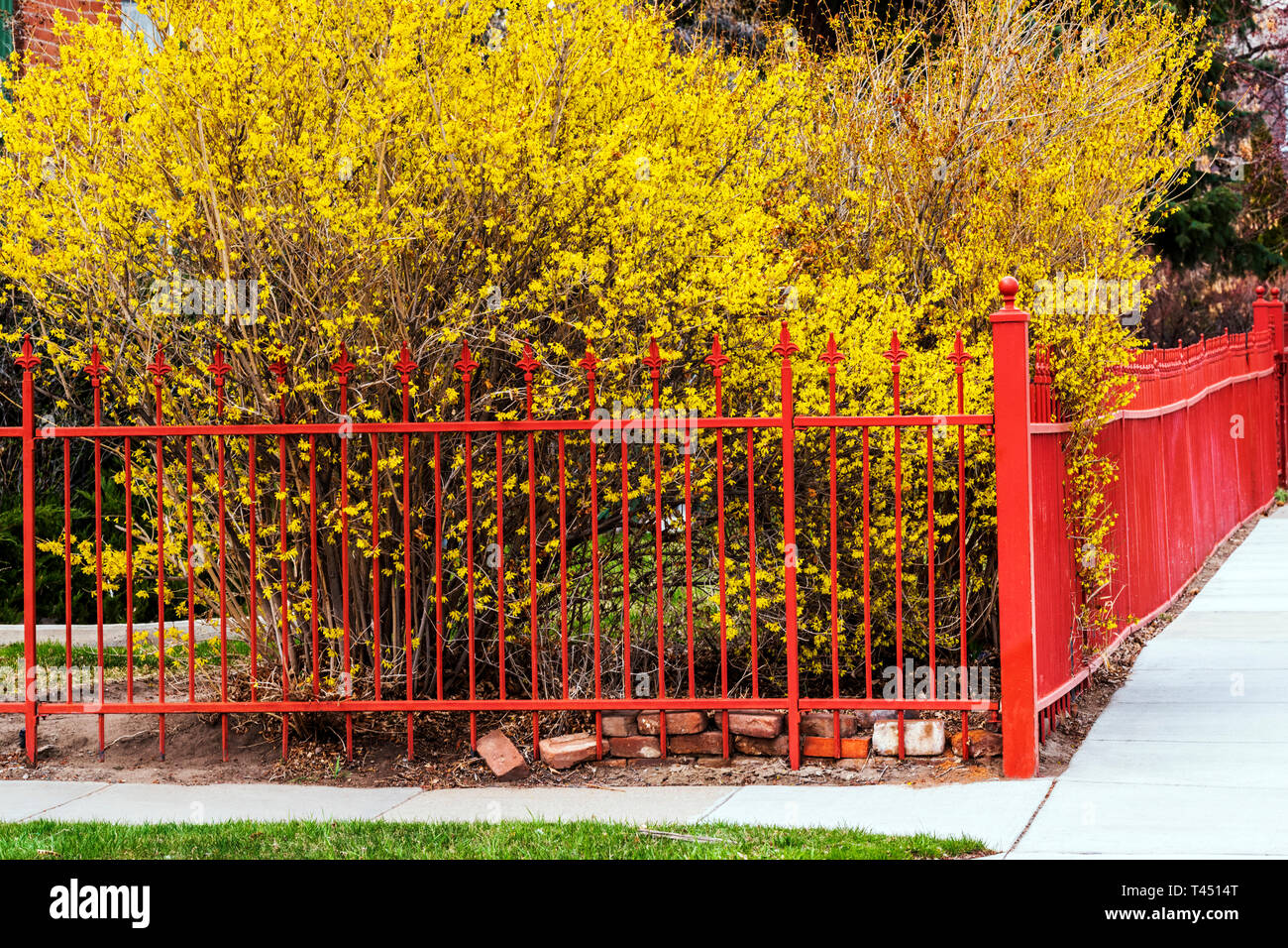Colore rossastro ferro battuto Picket Fence; fioritura di forsitia bush; Salida; Colorado; USA Foto Stock