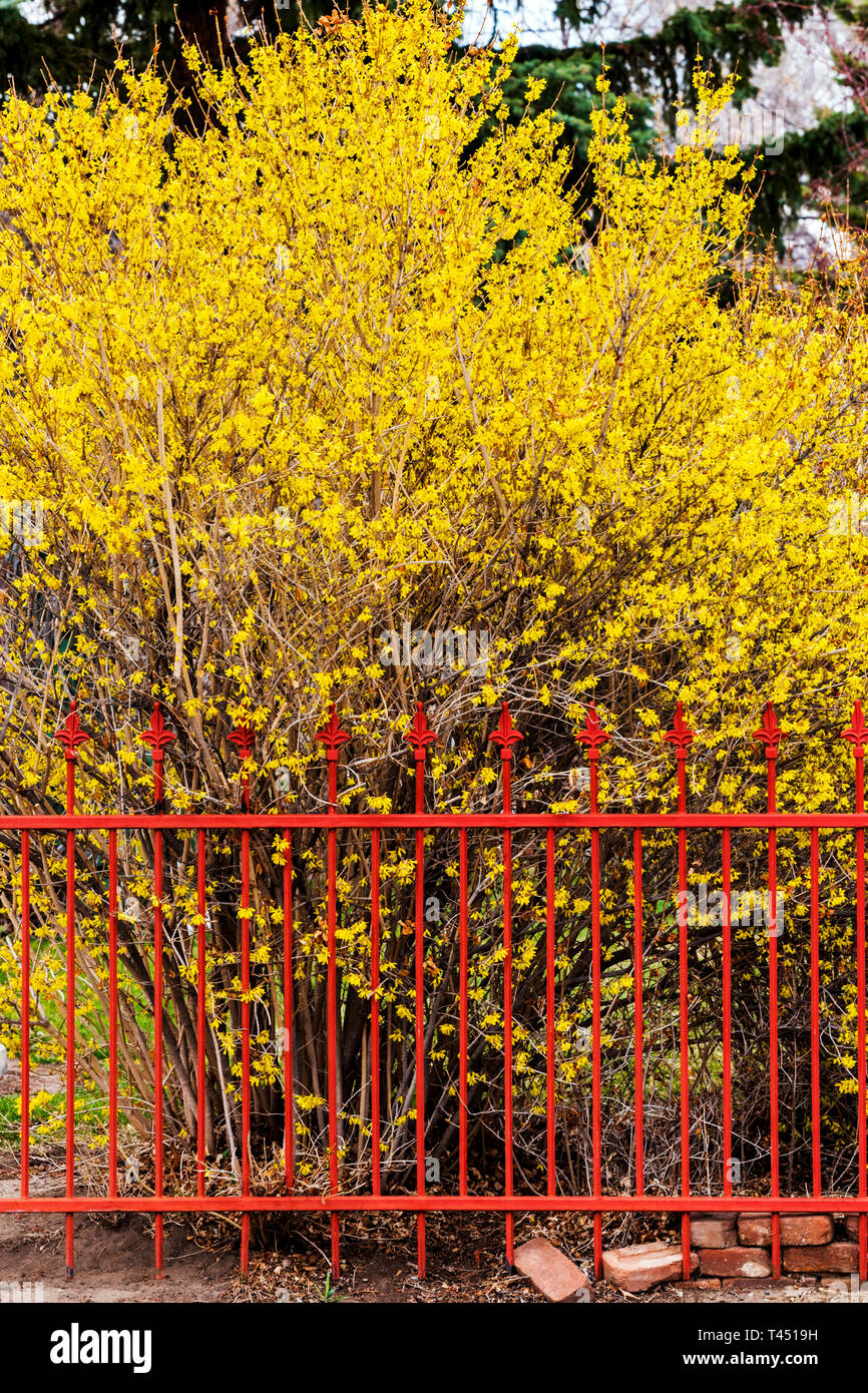 Colore rossastro ferro battuto Picket Fence; fioritura di forsitia bush; Salida; Colorado; USA Foto Stock