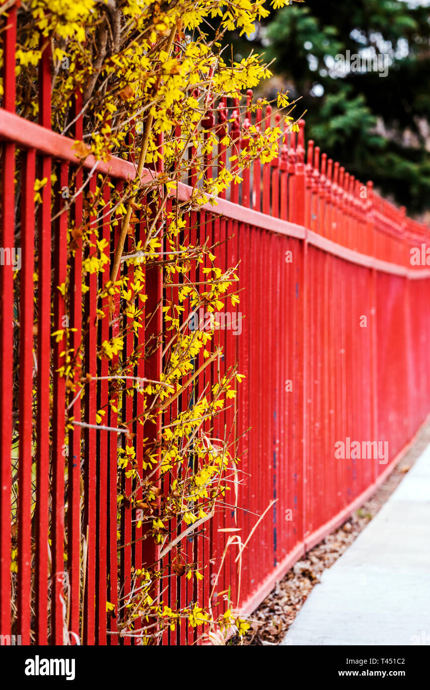 Colore rossastro ferro battuto Picket Fence; fioritura di forsitia bush; Salida; Colorado; USA Foto Stock
