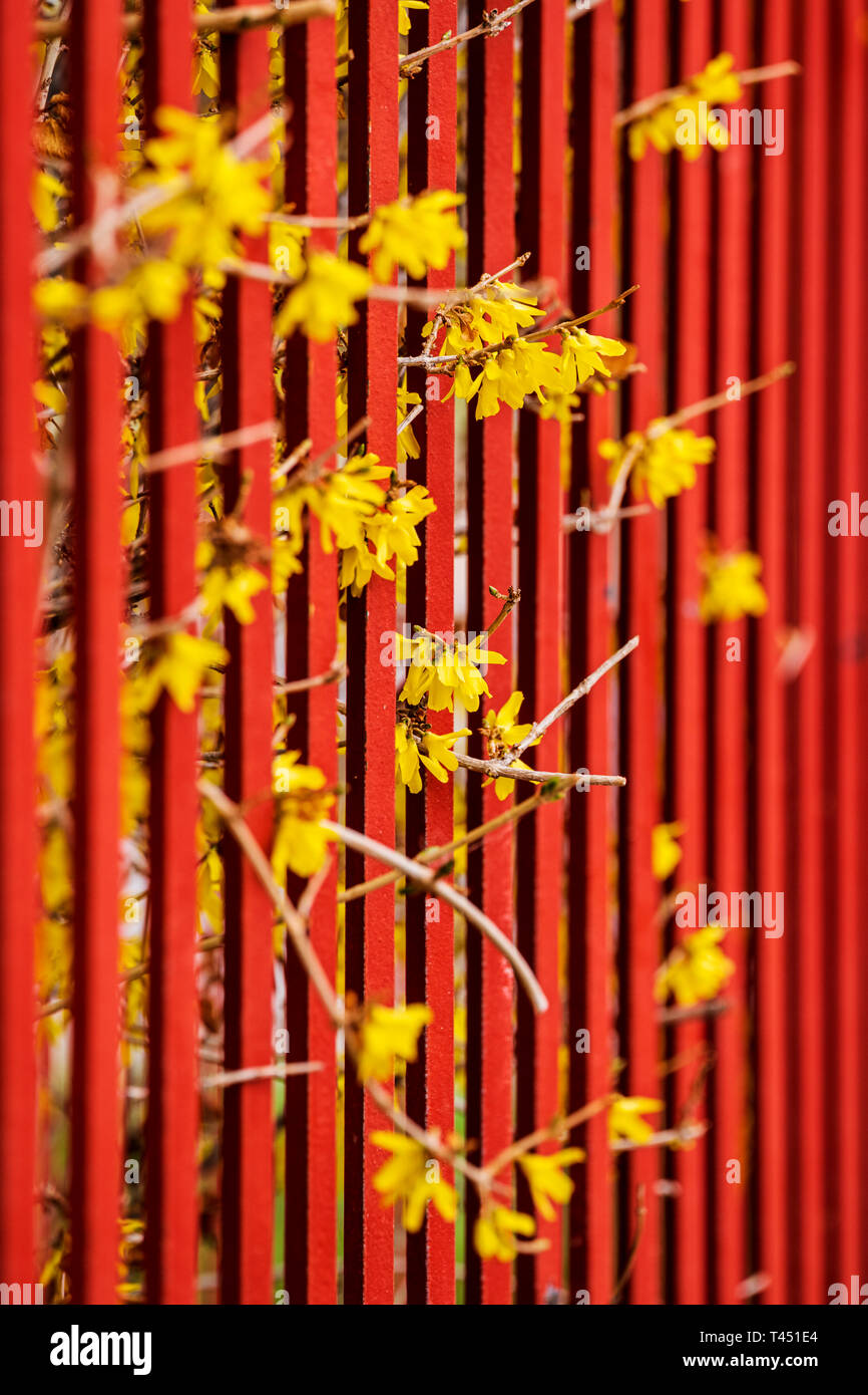 Colore rossastro ferro battuto Picket Fence; fioritura di forsitia bush; Salida; Colorado; USA Foto Stock
