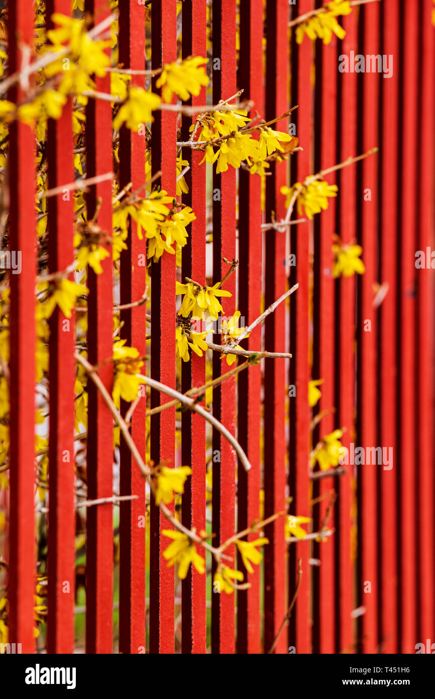 Colore rossastro ferro battuto Picket Fence; fioritura di forsitia bush; Salida; Colorado; USA Foto Stock