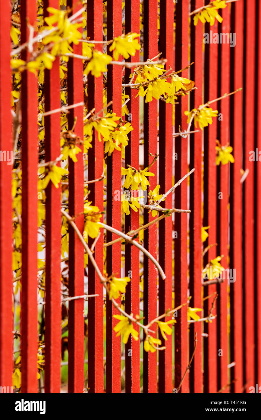 Colore rossastro ferro battuto Picket Fence; fioritura di forsitia bush; Salida; Colorado; USA Foto Stock