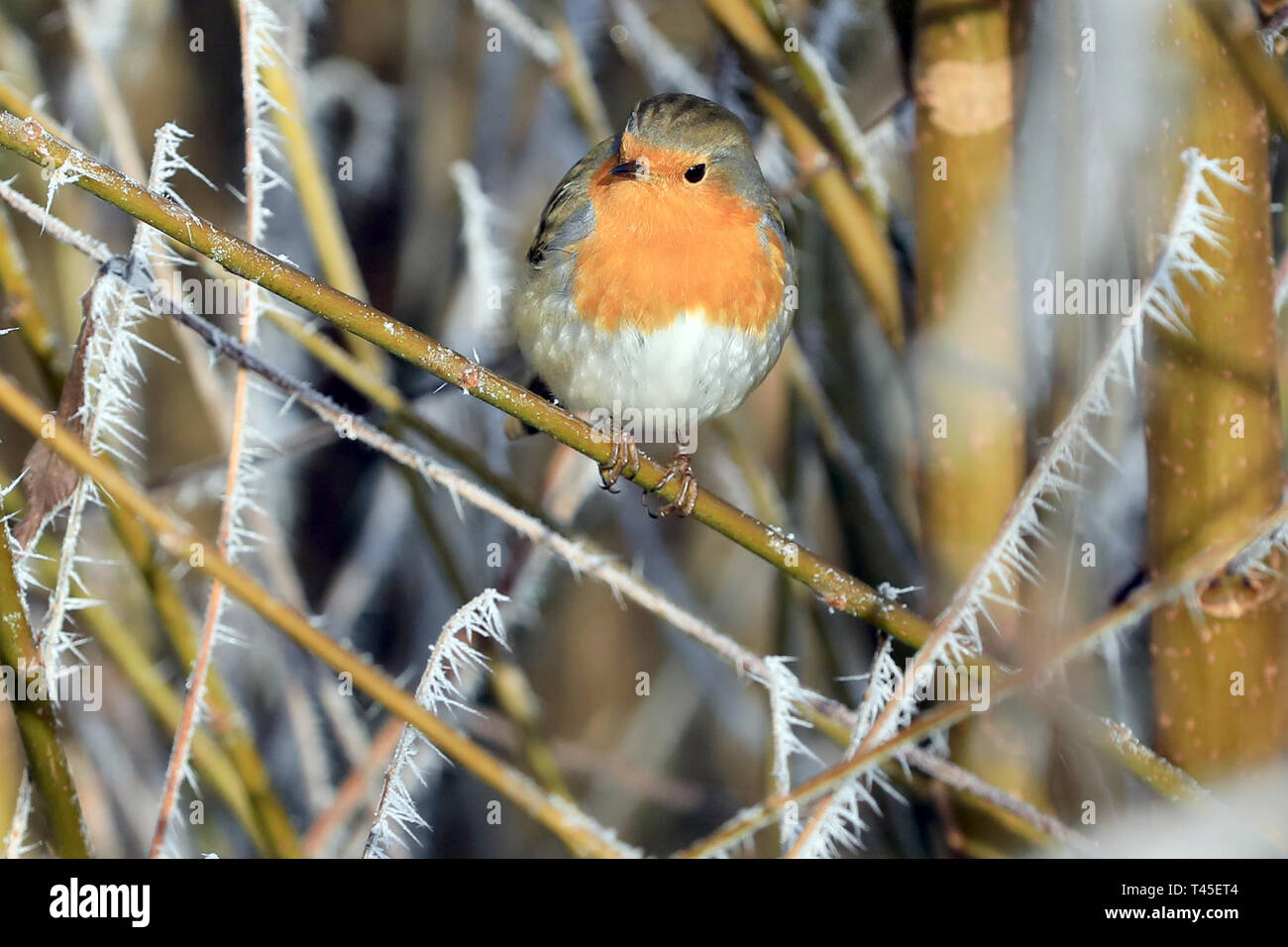 Havelberg, Germania. Xxi gen, 2019. Un robin (Erithacus rubecula) si siede in una boccola con la brina nel Havelberg. Dopo bassi valori dell'anno precedente, la conservazione della natura europea (Nabu) è ancora una volta la registrazione di più inverno Uccelli in tedesco giardini. Credito: Pietro Gercke/dpa-Zentralbild/ZB/dpa/Alamy Live News Foto Stock