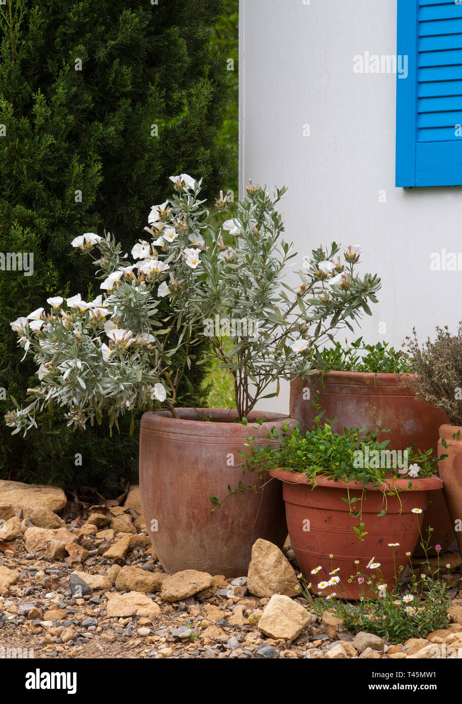 Composizione mediterranea con vasi e piante contro la parete dipinta di bianco e blu luminosi persiana Foto Stock