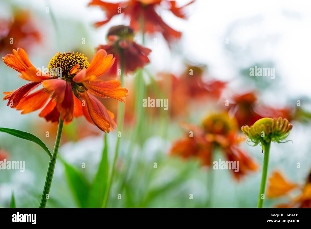 Un gruppo di Helenium 'Rubinzwerg", apparentemente ballando nel vento, contro un luminoso cielo nuvoloso Foto Stock