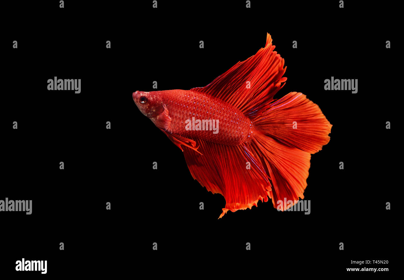 Colore rosso Siamese fighting fish(Rosetail),combattimento,pesce Betta splendens,su sfondo nero con percorso di clipping,Betta Fancy Koi Half Moon Plakat Foto Stock