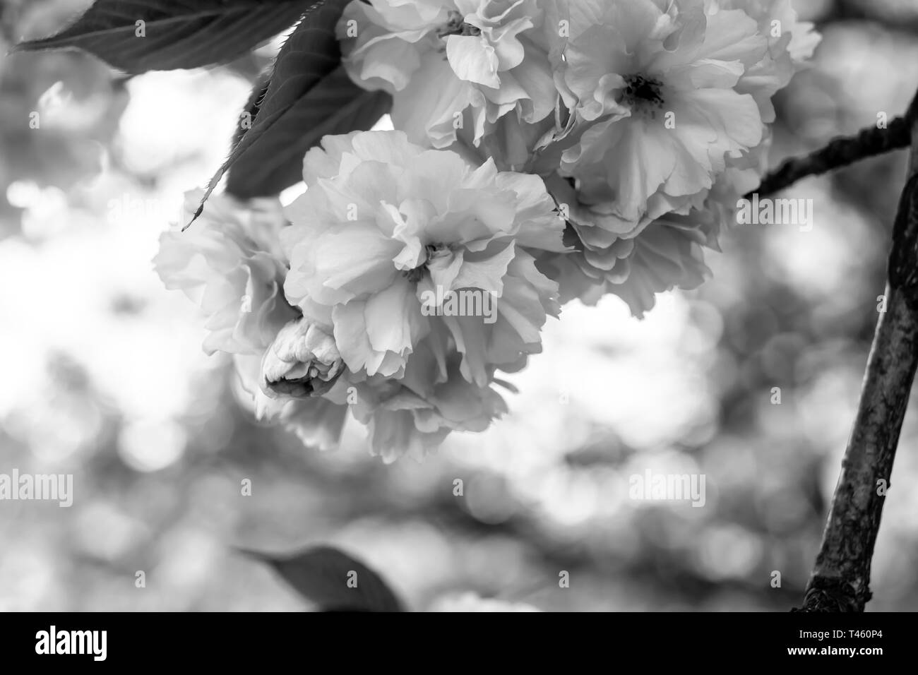 Closeup alberi da frutto in bianco e nero di fiori sbocciano i fiori di primavera Foto Stock
