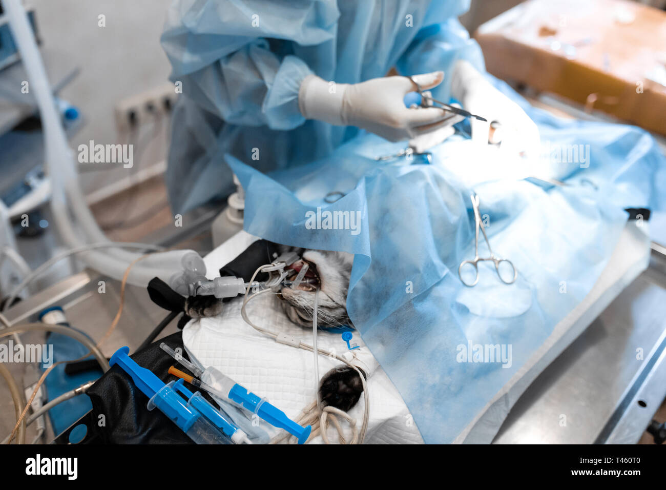Gatto sotto anestesia generale sul piano operativo preparato per l'operazione. La chirurgia di Pet. Foto Stock
