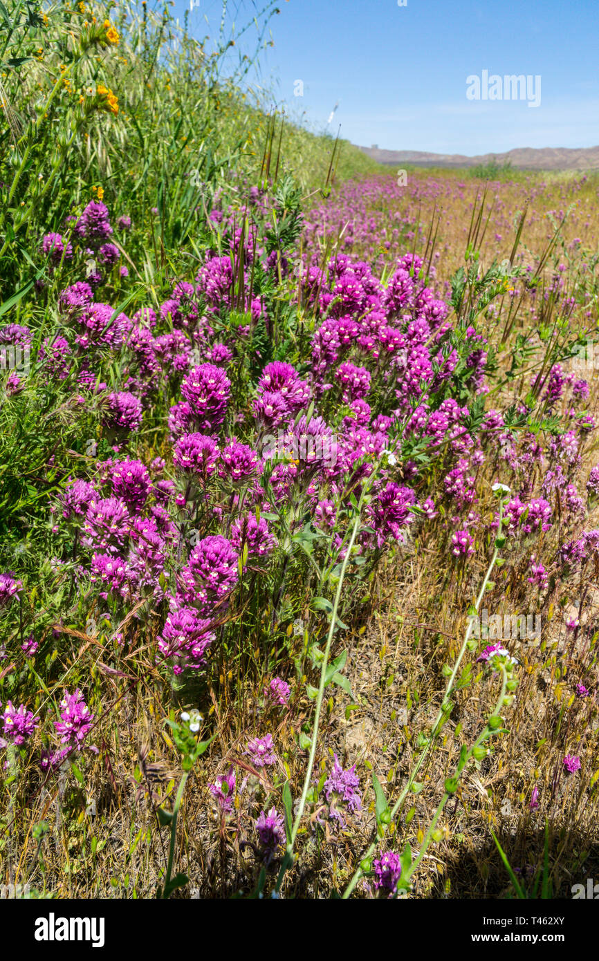 Il gufo di trifoglio (Castilleja exserta) durante la California's 2019 Superbloom Foto Stock