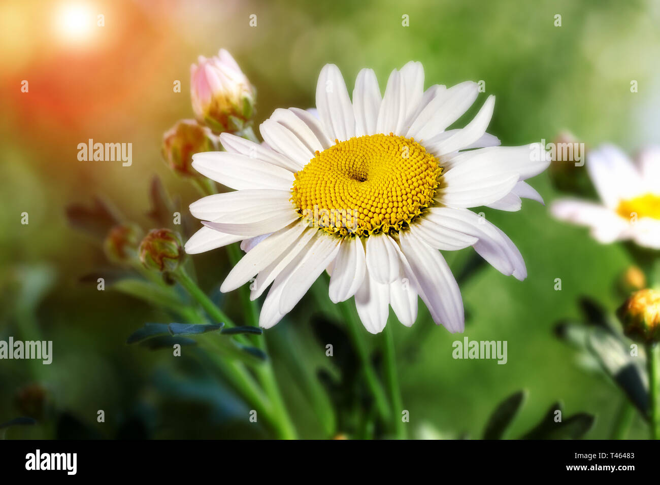 I fiori di camomilla in estate, sfondo Foto Stock