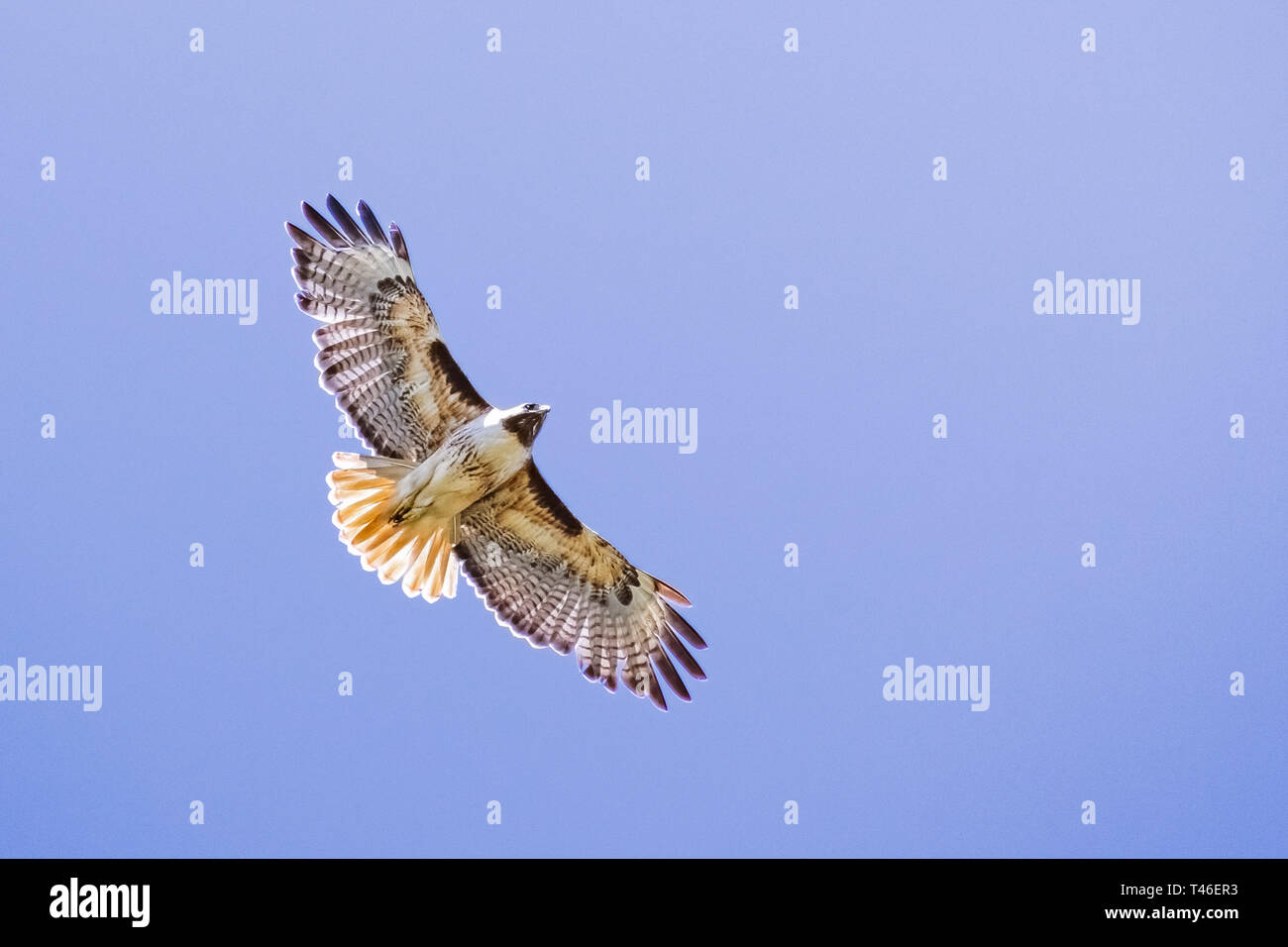 Flying Red-tailed Hawk (Buteo jamaicensis); blue sky sfondo, Fremont, east bay area di San Francisco, California Foto Stock