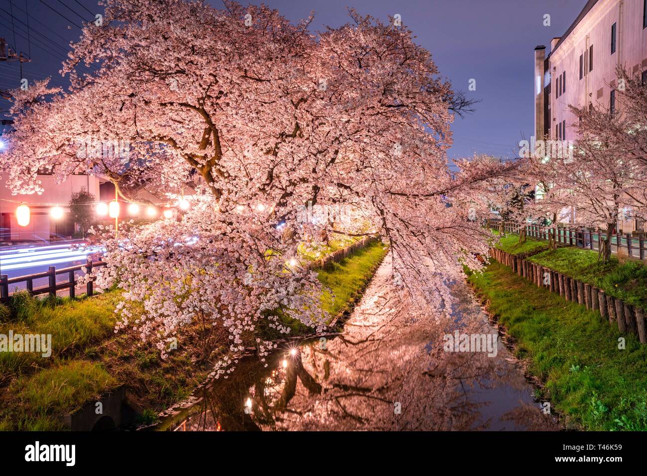 Fiori Ciliegio al fiume Shingashi, vicino santuario Hikawa, Kawagoe City, nella prefettura di Saitama, Giappone Foto Stock