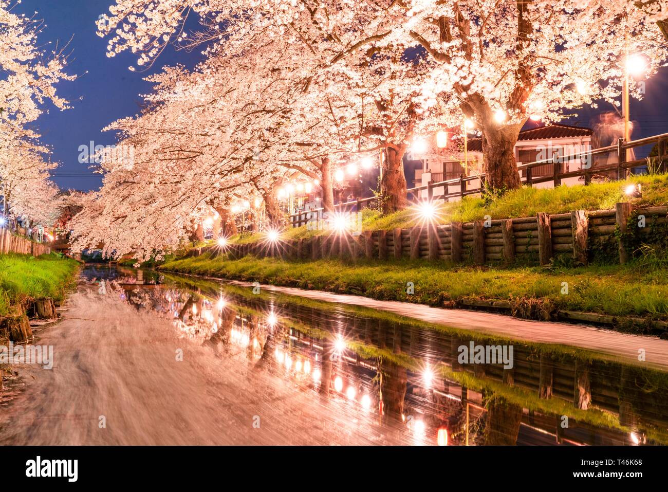 Fiori Ciliegio al fiume Shingashi, vicino santuario Hikawa, Kawagoe City, nella prefettura di Saitama, Giappone Foto Stock