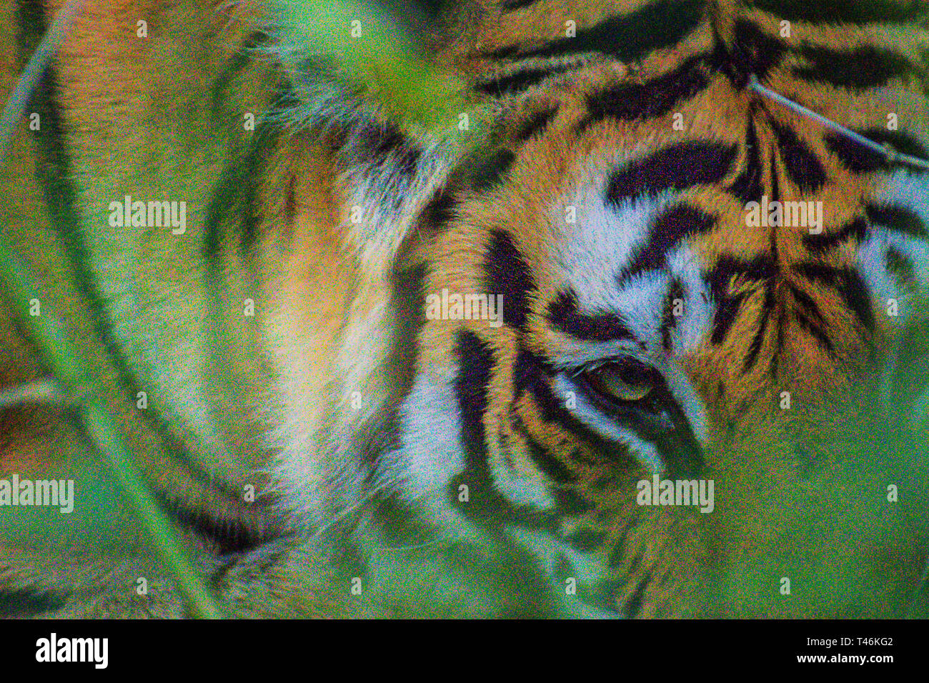 Tigre del Bengala Panthera tigris tigris in appoggio sotto agli alberi Bandhavgarh Foto Stock