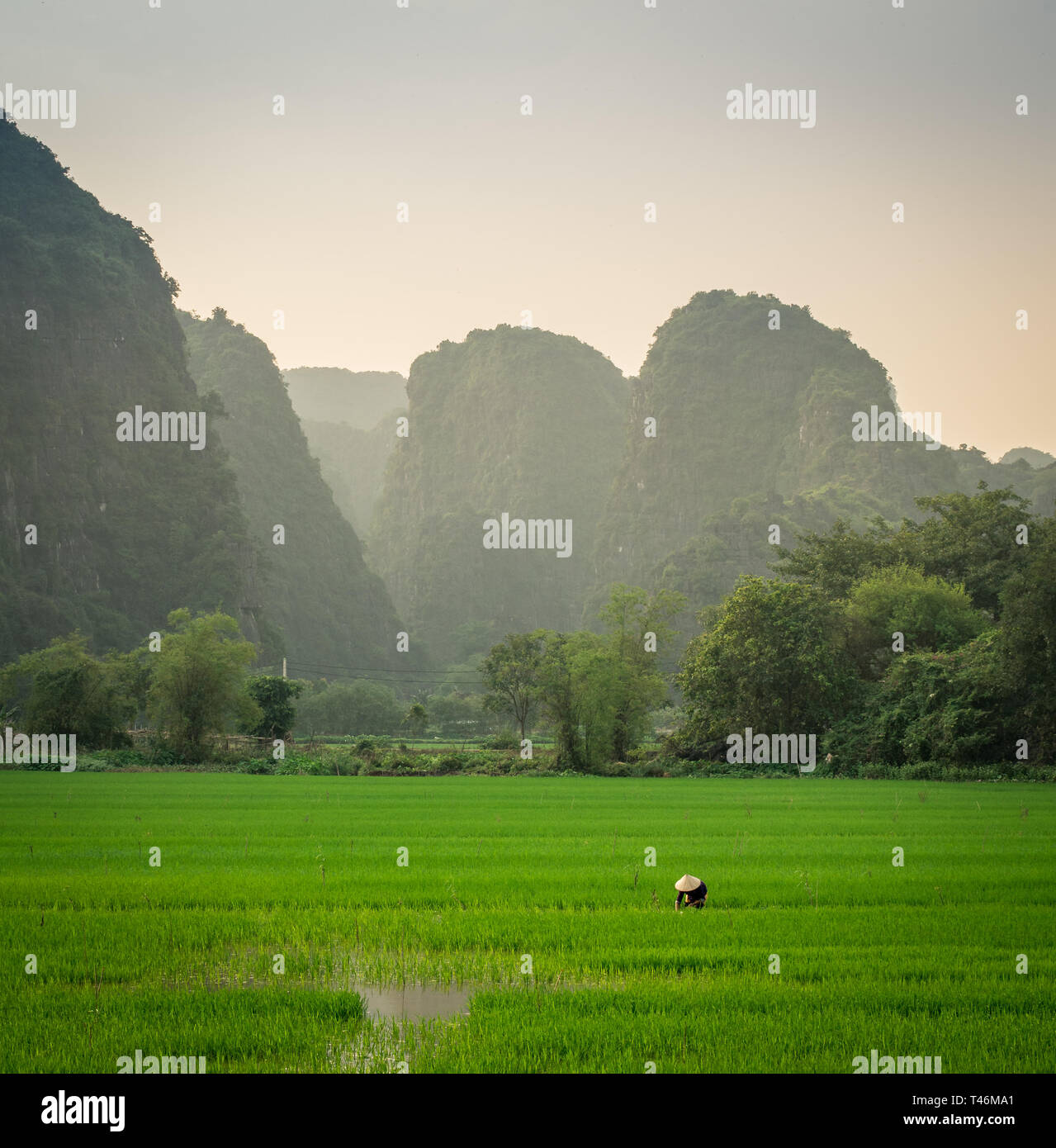 Riso femmina contadino con tradizionale cappello conico in un verde vibrante umido campo di riso con saliscendi carsici in background e Tam Coc, Ninh Binh, Vietnam Foto Stock