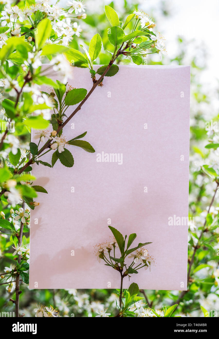 Carta vuota tra rami di ciliegio in fiore. Foto Stock