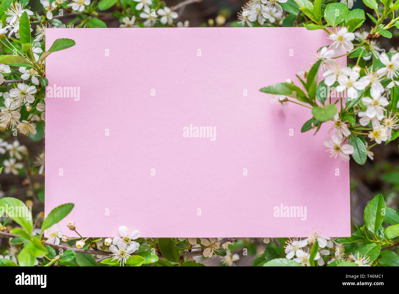 Rosa carta vuota tra rami di ciliegio in fiore. Foto Stock