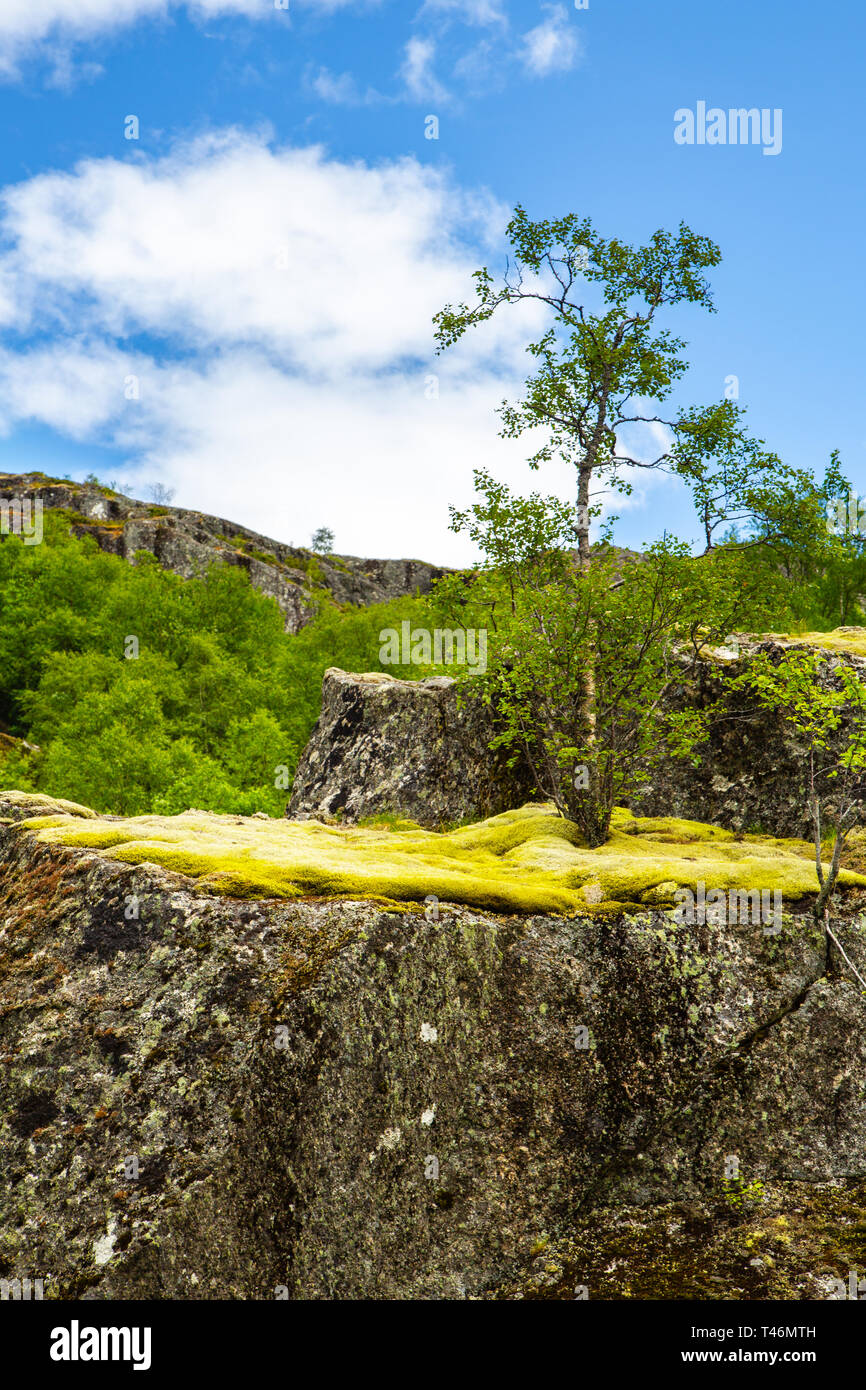 La roccia è coperto con MOSS su cui nana cresce di betulla. Foresta-tundra in Norvegia. Nord del clima estivo in Norvegia. Massi di pietre coperte di muschio. Foto Stock