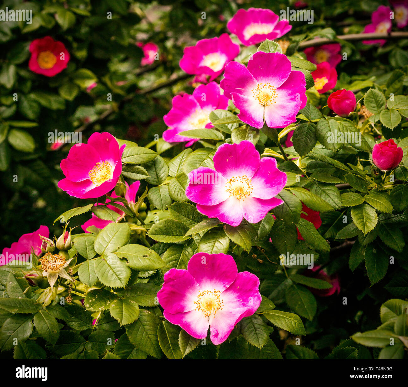 Splendida fioritura di rose selvatiche bush (Rosa canina Rosa canina) Foto Stock