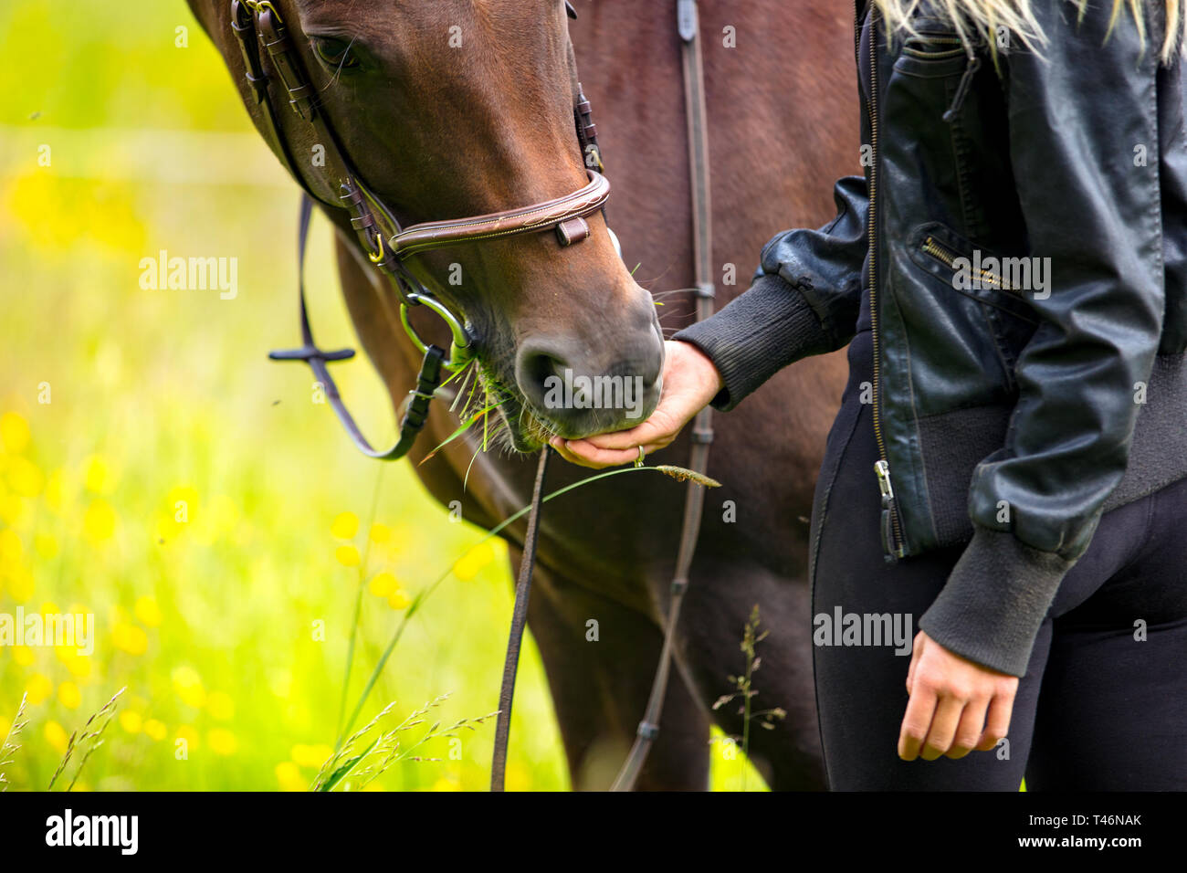 Close-up di donna alimentando il suo cavallo arabo con spuntini Foto Stock