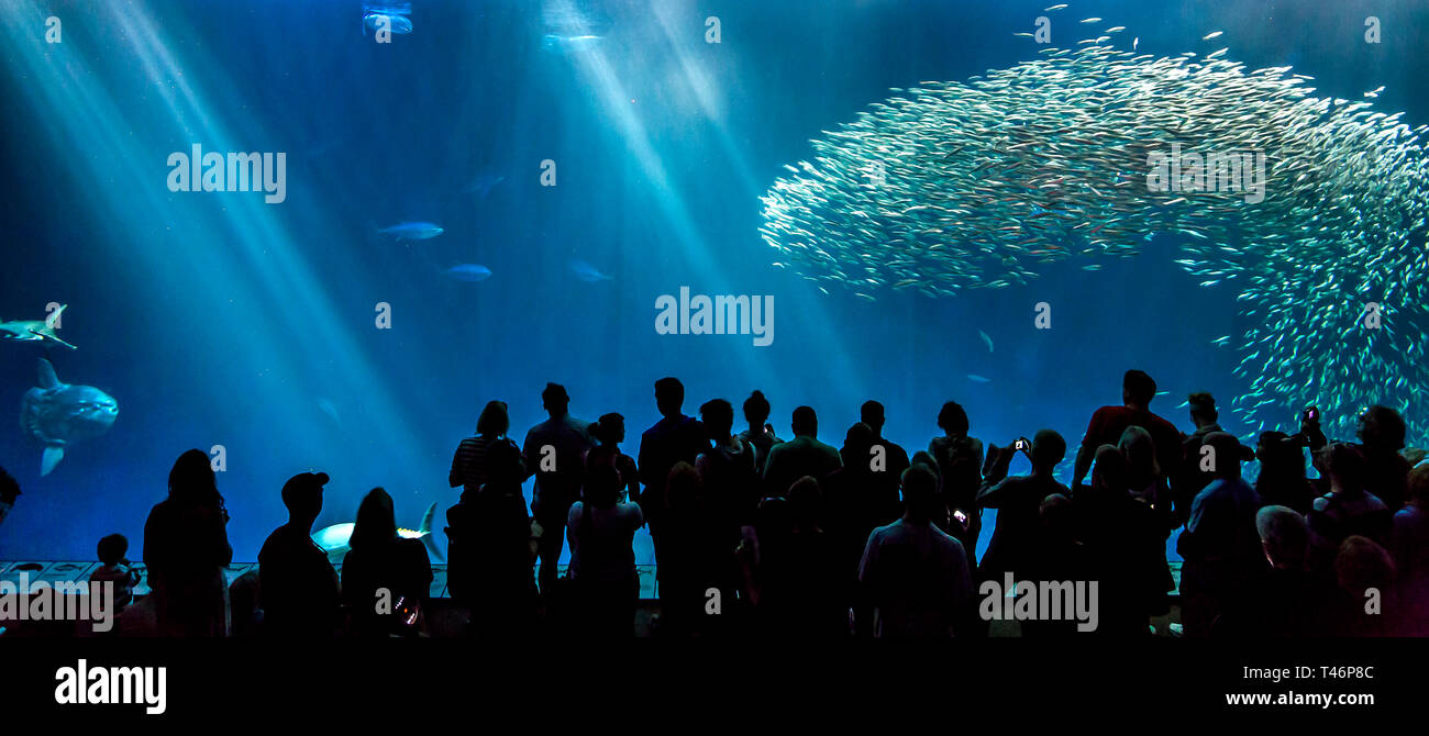 Acquario di Monterey in California Foto Stock