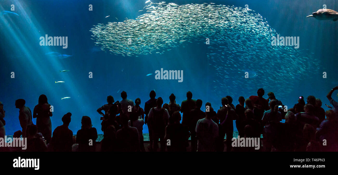 Acquario di Monterey in California Foto Stock