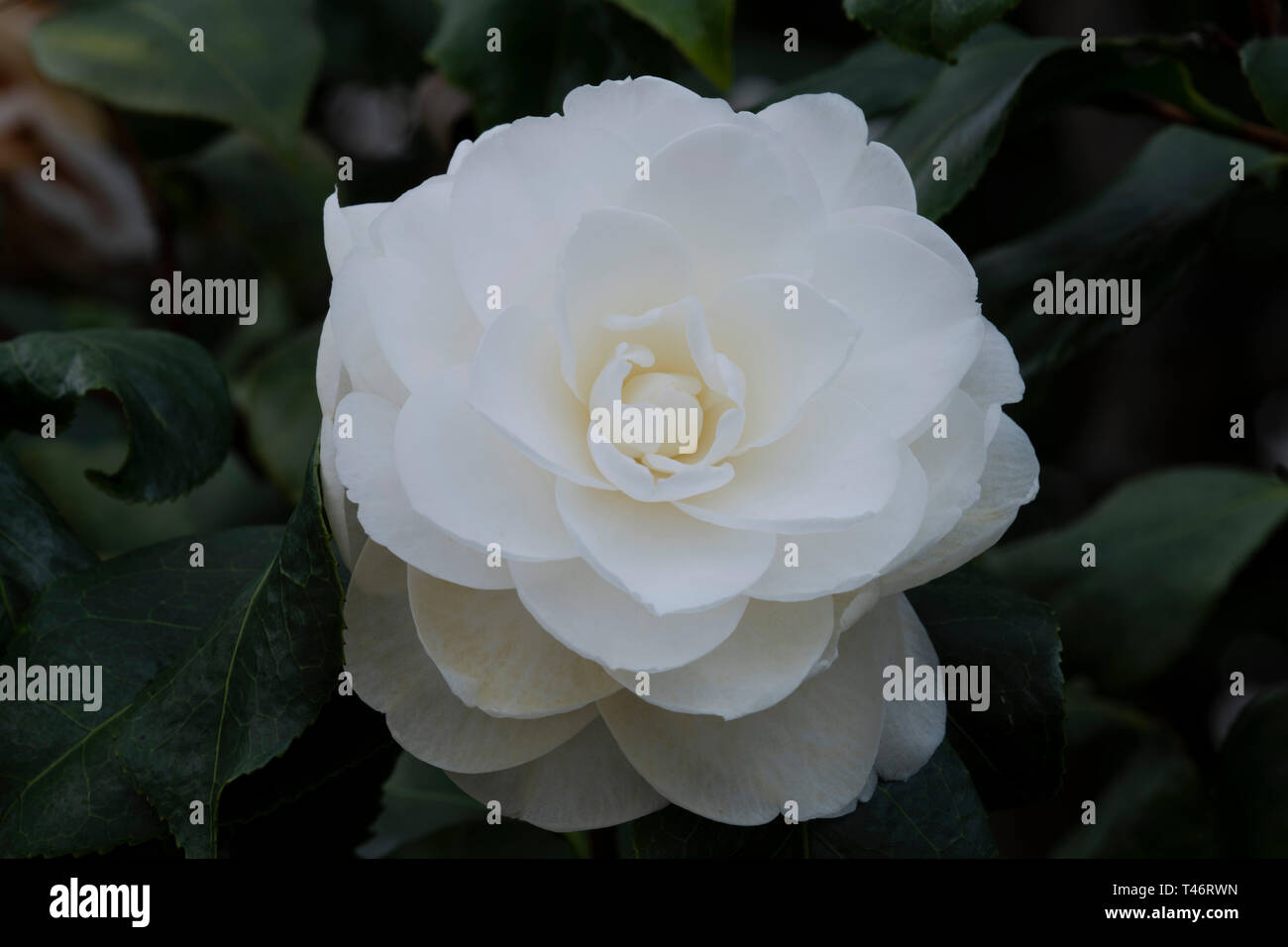 "Camellia japonica 'Alba Plena' che fiorisce in febbraio presso il conservatorio a Chiswick House, Chiswick, London, Regno Unito Foto Stock