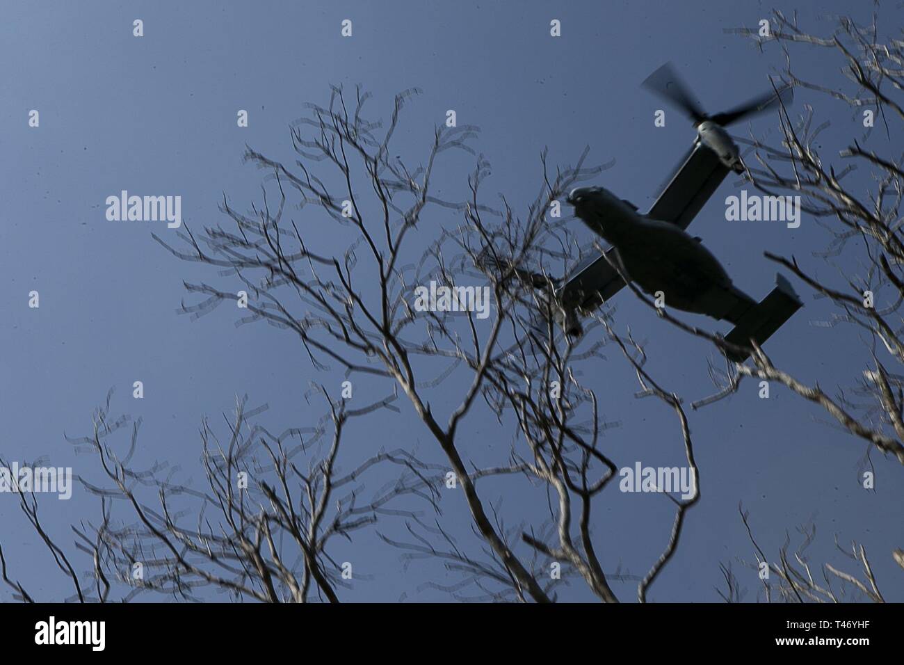 Un MV-22B Osprey tiltrotor velivolo vola sopra la giungla durante un live-Incendio campo come parte del trentunesimo Marine Expeditionary Unit simulati Expeditionary avanzate operazioni di base, Camp Schwab, Okinawa, in Giappone, 13 marzo 2019. La Osprey appartiene a mezzo marino Tiltrotor Squadron 262 (rinforzato), l'aviazione elemento di combattimento per la trentunesima MEU. Marines con il trentunesimo MEU stanno conducendo EABO simulato in una serie dinamica di eventi di formazione per affinare le loro capacità di pianificare, provare e completare una varietà di missioni. Durante EABO, il trentunesimo MEU ha collaborato con la terza divisione Marine, 3° Marine Logi Foto Stock