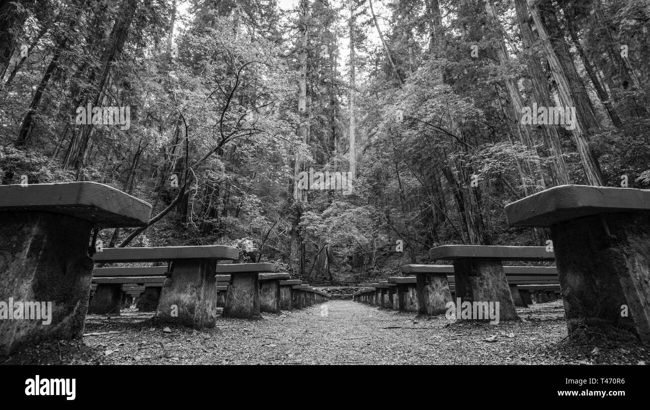 Armstrong Redwoods state Natural Reserve Amphitheater Foto Stock