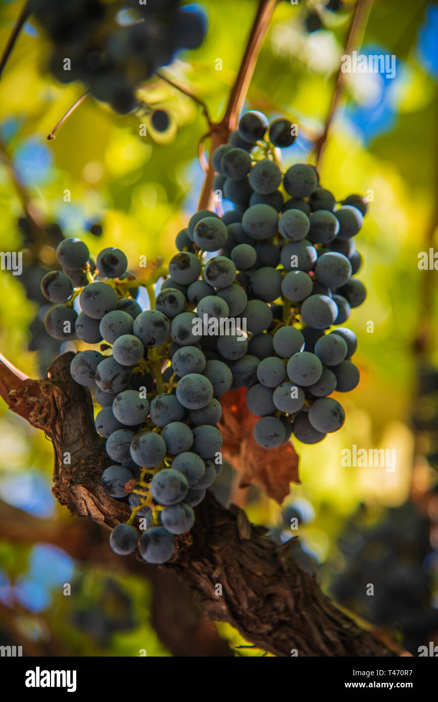 Lush Wine Uvaggio Clusters appeso in Vineyard Foto Stock