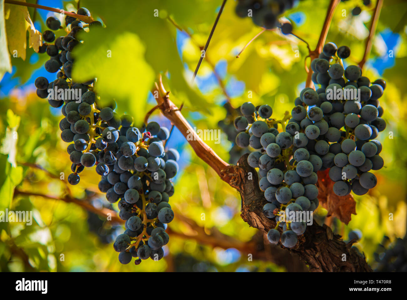 Lush Wine Uvaggio Clusters appeso in Vineyard Foto Stock